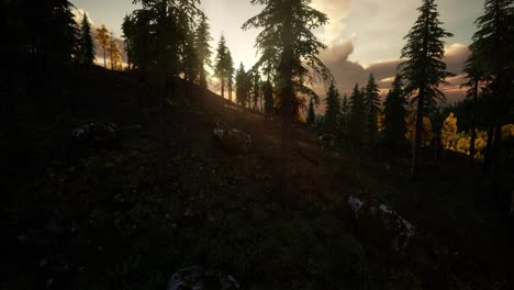 Sonnenlicht-Im-Wald-Bei-Sonnenuntergang